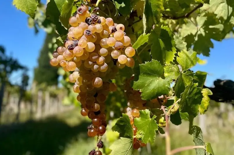 Frascati by Night: Wine & Traditions