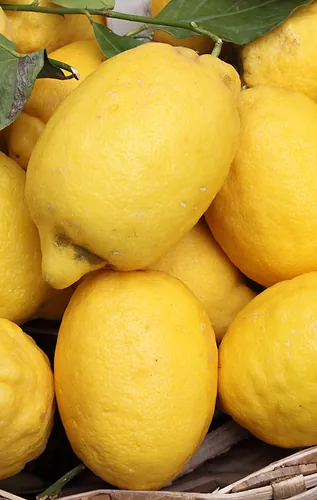 Limoncello Tasting Break 