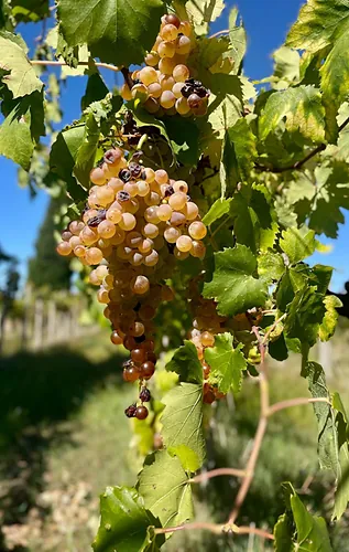 The fruit of the land.